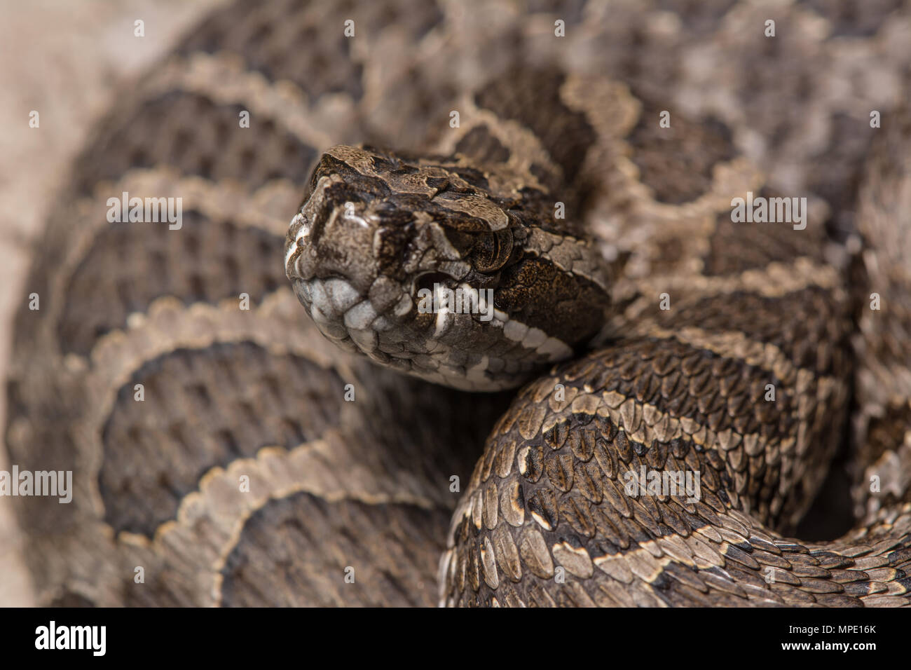 Western Massasauga (Sistrurus tergeminus) de Pawnee Comté, Nebraska, USA. Banque D'Images