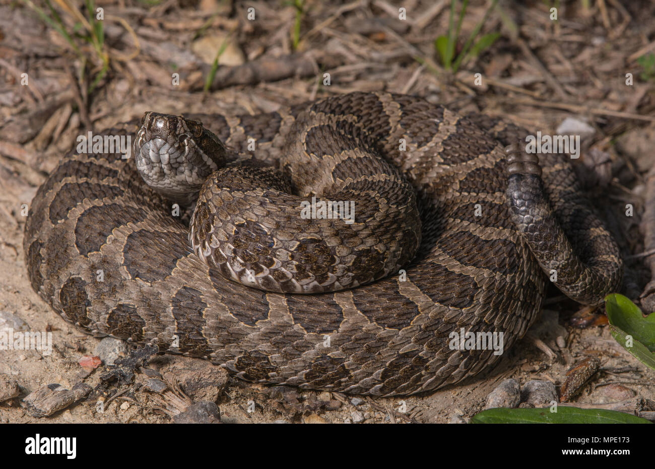 Western Massasauga (Sistrurus tergeminus) de Pawnee Comté, Nebraska, USA. Banque D'Images