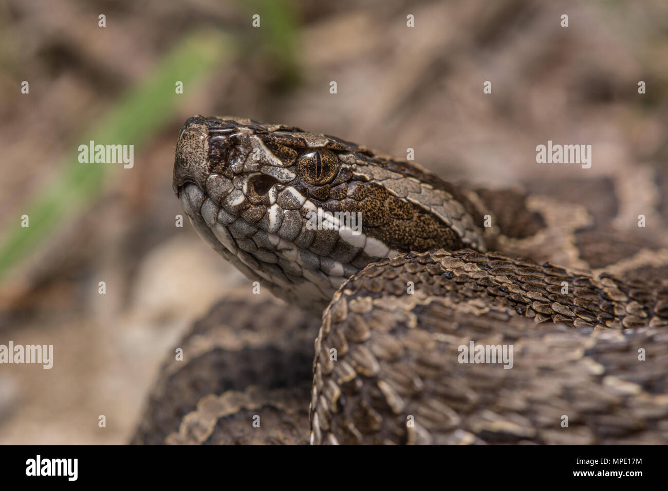 Western Massasauga (Sistrurus tergeminus) de Pawnee Comté, Nebraska, USA. Banque D'Images