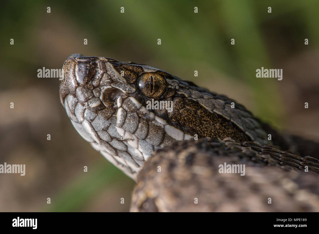 Western Massasauga (Sistrurus tergeminus) de Pawnee Comté, Nebraska, USA. Banque D'Images