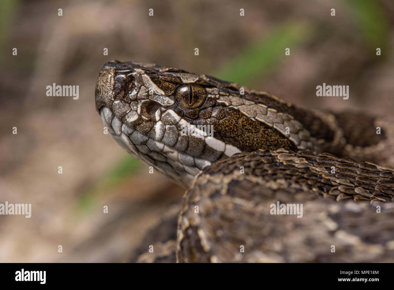 Western Massasauga (Sistrurus tergeminus) de Pawnee Comté, Nebraska, USA. Banque D'Images