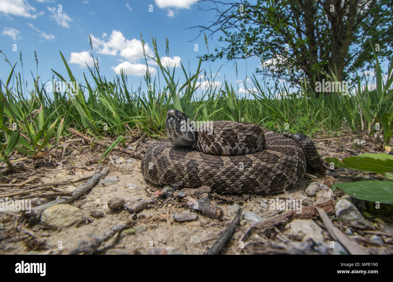 Western Massasauga (Sistrurus tergeminus) de Pawnee Comté, Nebraska, USA. Banque D'Images