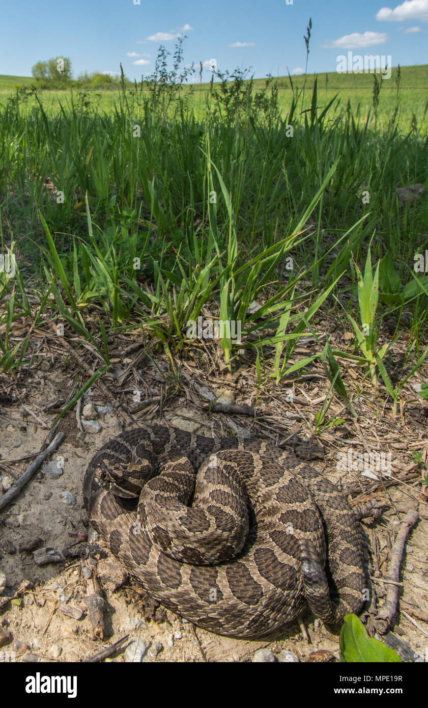 Western Massasauga (Sistrurus tergeminus) de Pawnee Comté, Nebraska, USA. Banque D'Images