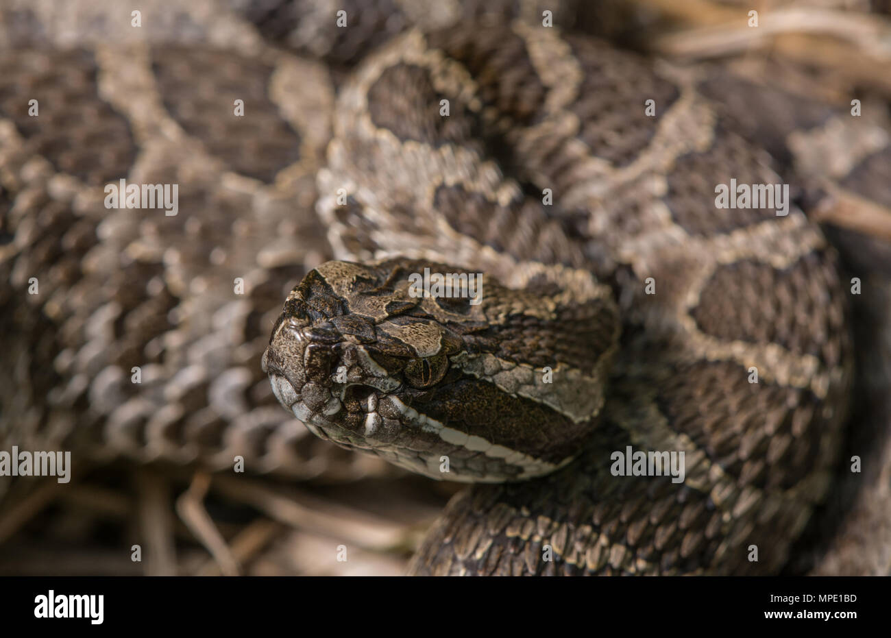 Western Massasauga (Sistrurus tergeminus) de Pawnee Comté, Nebraska, USA. Banque D'Images