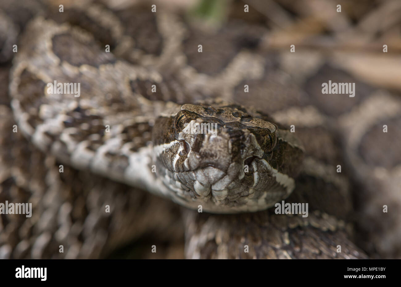 Western Massasauga (Sistrurus tergeminus) de Pawnee Comté, Nebraska, USA. Banque D'Images
