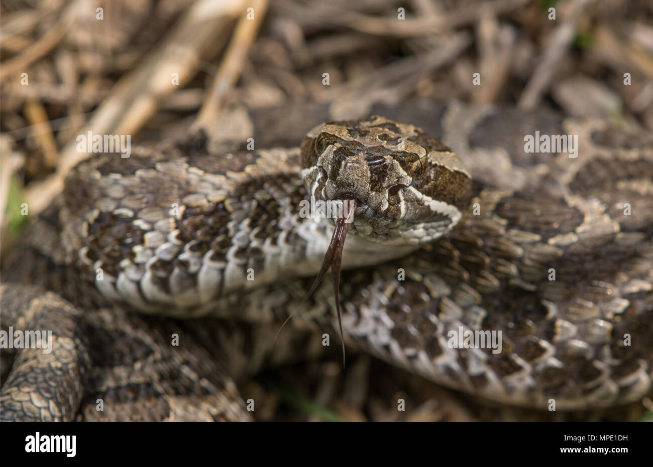 Western Massasauga (Sistrurus tergeminus) de Pawnee Comté, Nebraska, USA. Banque D'Images