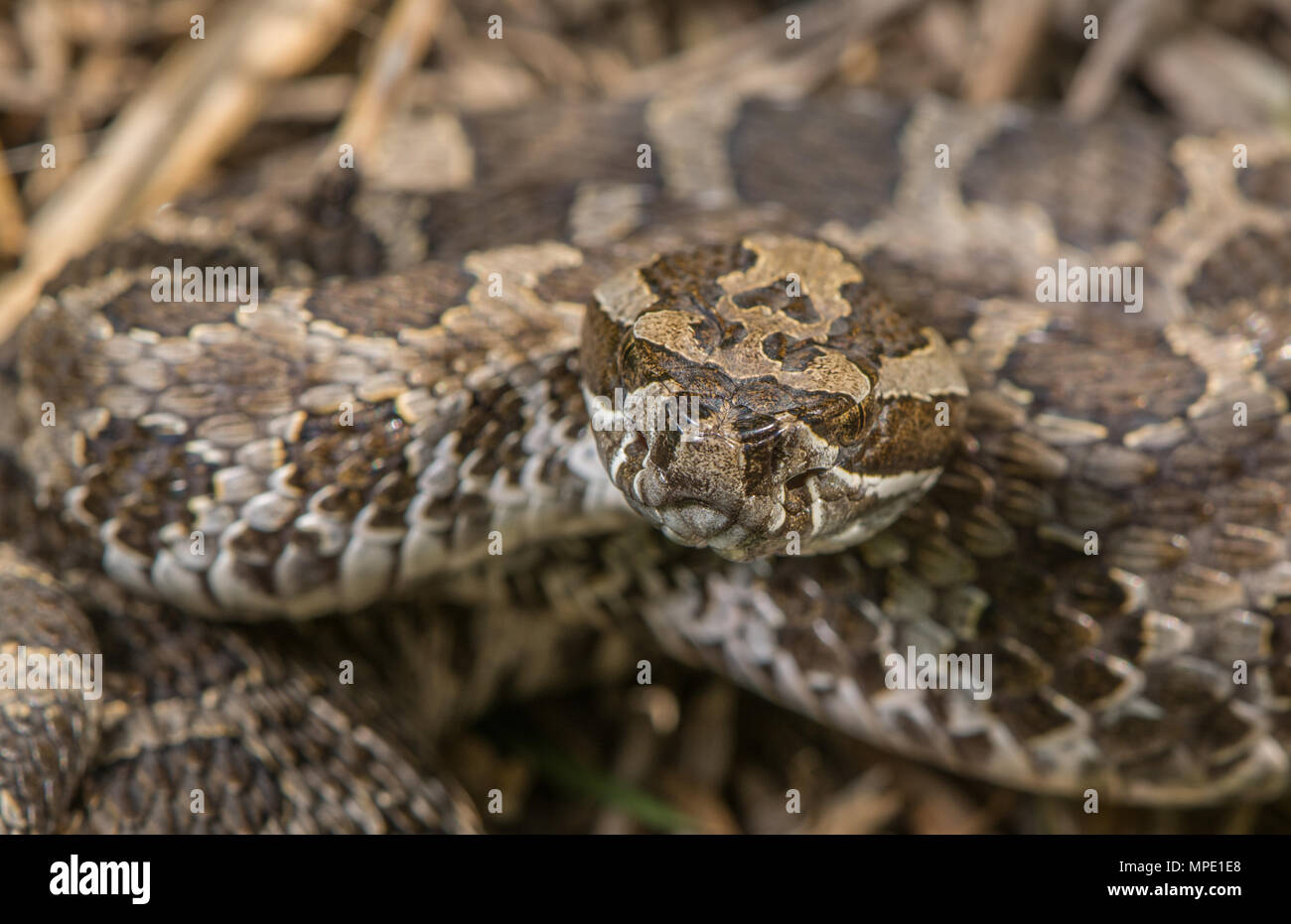 Western Massasauga (Sistrurus tergeminus) de Pawnee Comté, Nebraska, USA. Banque D'Images