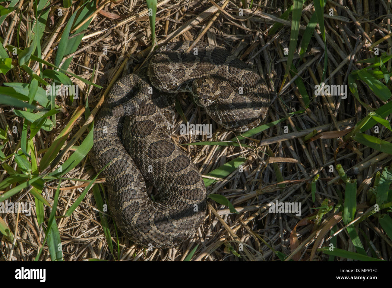 Western Massasauga (Sistrurus tergeminus) de Pawnee Comté, Nebraska, USA. Banque D'Images