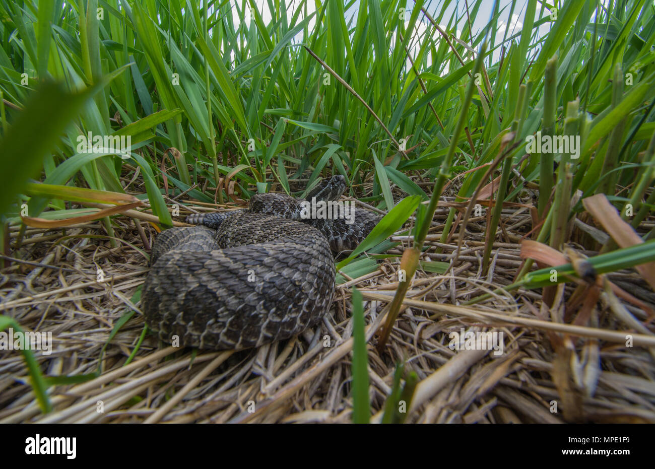 Western Massasauga (Sistrurus tergeminus) de Pawnee Comté, Nebraska, USA. Banque D'Images