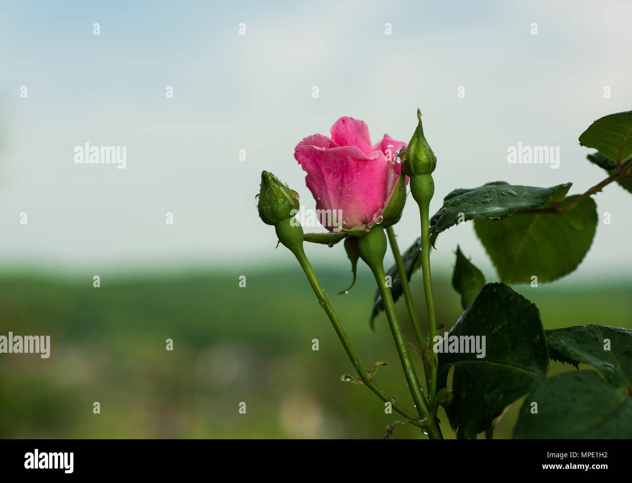 Fond de Ciel rose Banque D'Images