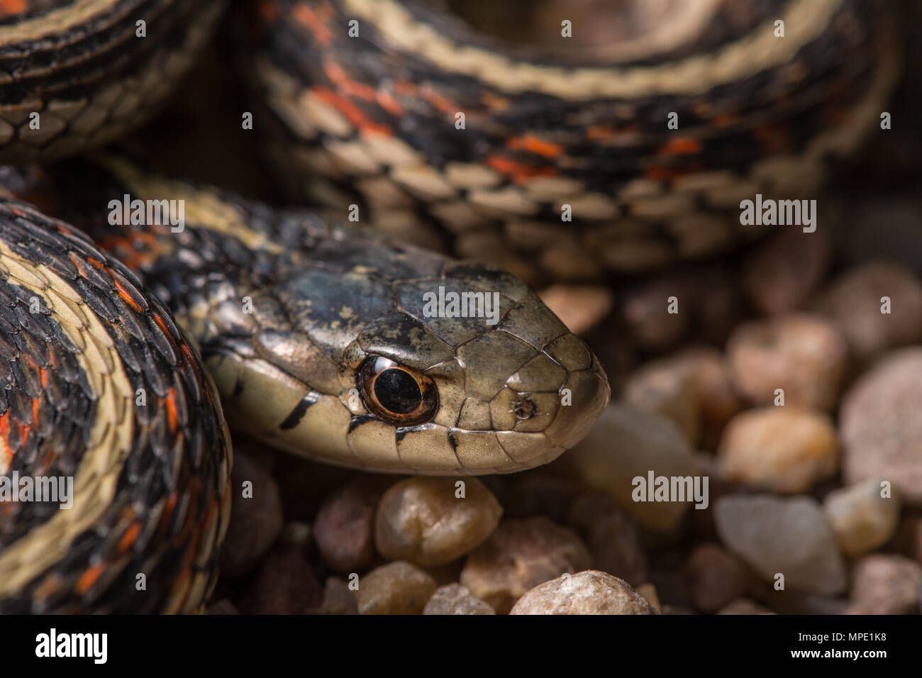 Ubiquiste rouge (Thamnophis sirtalis parietalis) rencontrées traversant une route de gravier dans la région de Gage County, California, USA. Banque D'Images