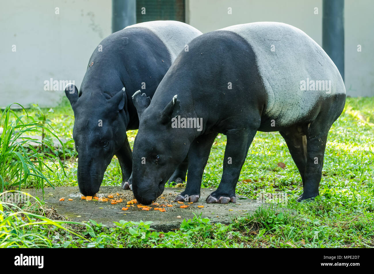 Une paire de tapirs malais (Tapirus indicus) également connu sous le tapir d'Asie ayant leur nourriture. Banque D'Images