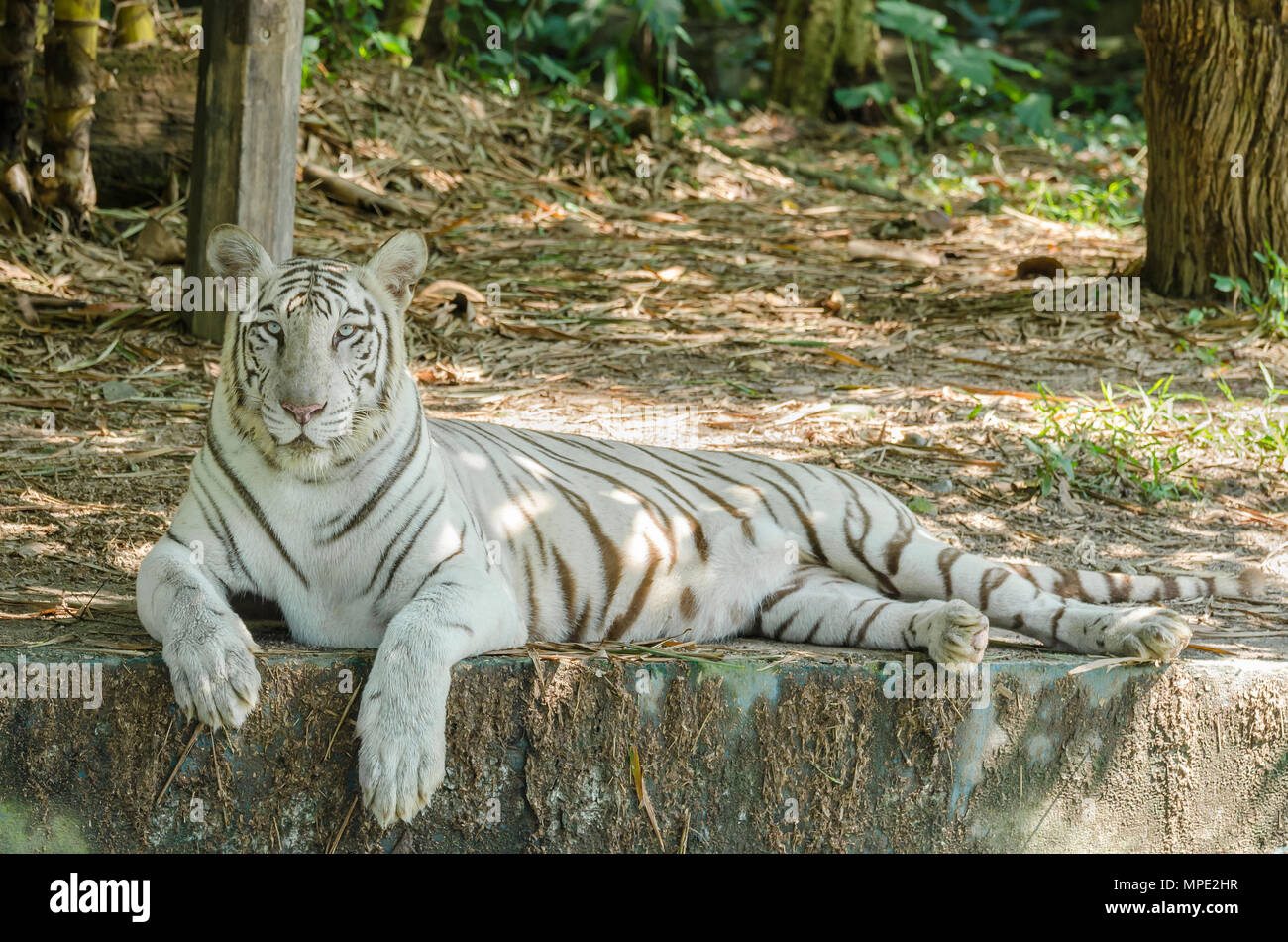 Tigre du Bengale (Panthera tigris Tigris ) allongé sur le sol et en face de la caméra. Banque D'Images