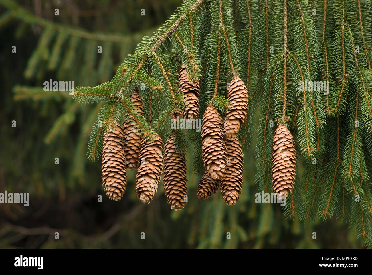 Les cônes du pin épinette de Norvège - PICEA ABIES Banque D'Images