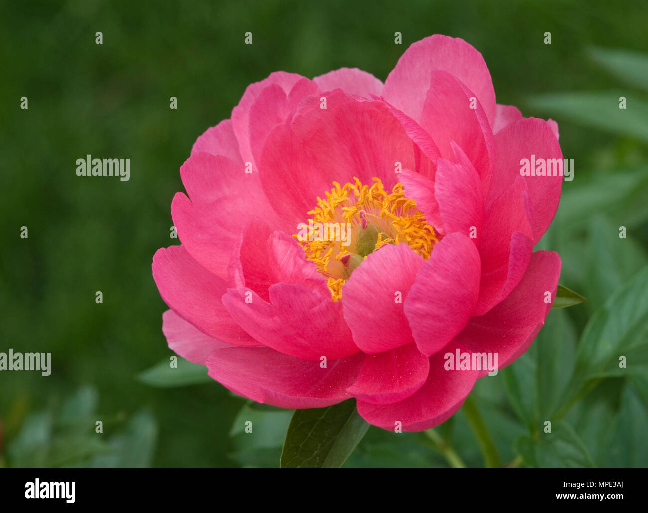 PAEONIA 'CYTHEREA' Banque D'Images