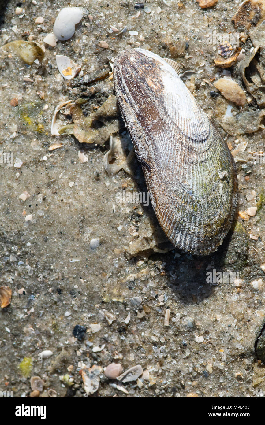 Coquillage sur la plage à Hilton Head Island, Caroline du Sud Banque D'Images