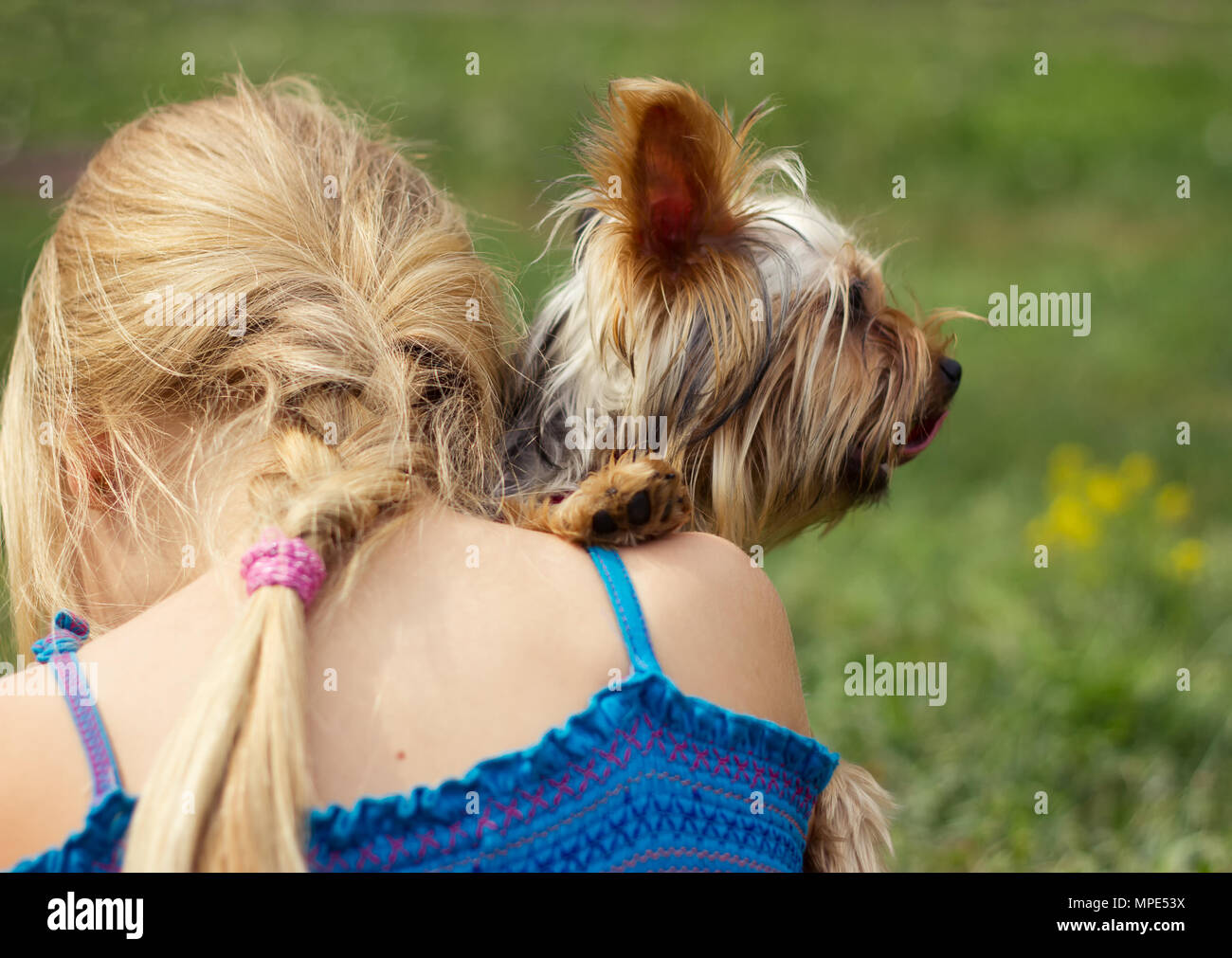 Yorkshire Terrier sur l'épaule de 6 ans, fille, regardant à droite. Banque D'Images