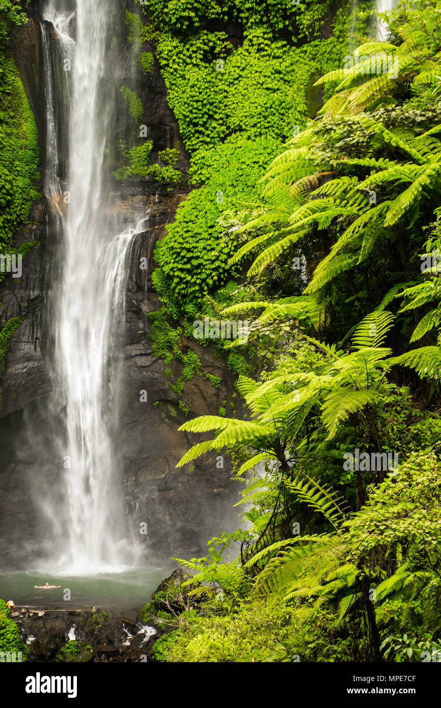 Cascade de Sekumpul à Bali entouré par de belles forêts tropicales Photo  Stock - Alamy