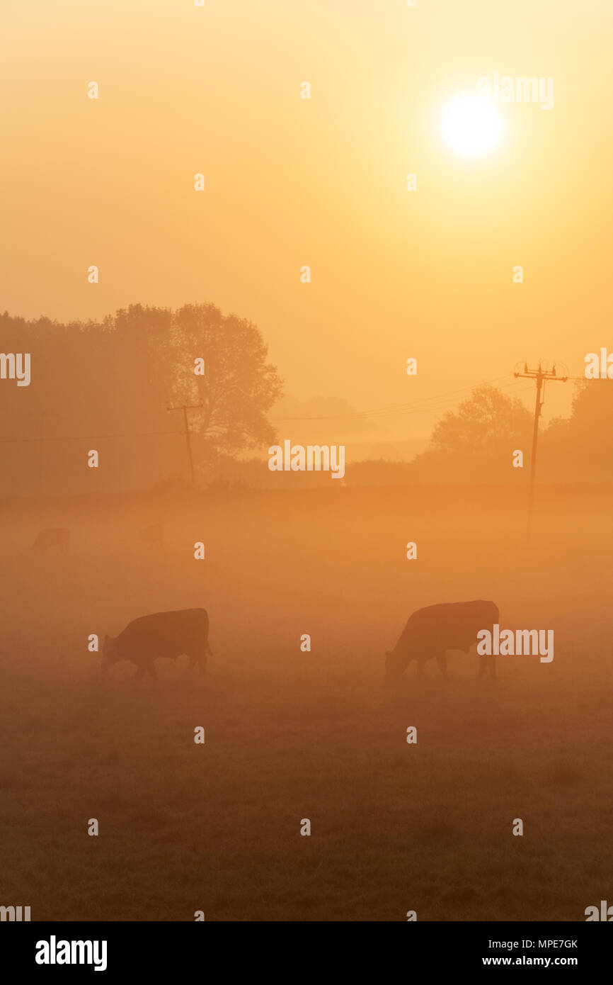 Bos taurus. Vaches dans un champ brumeux au lever du soleil en mai . Oxfordshire, Angleterre Banque D'Images