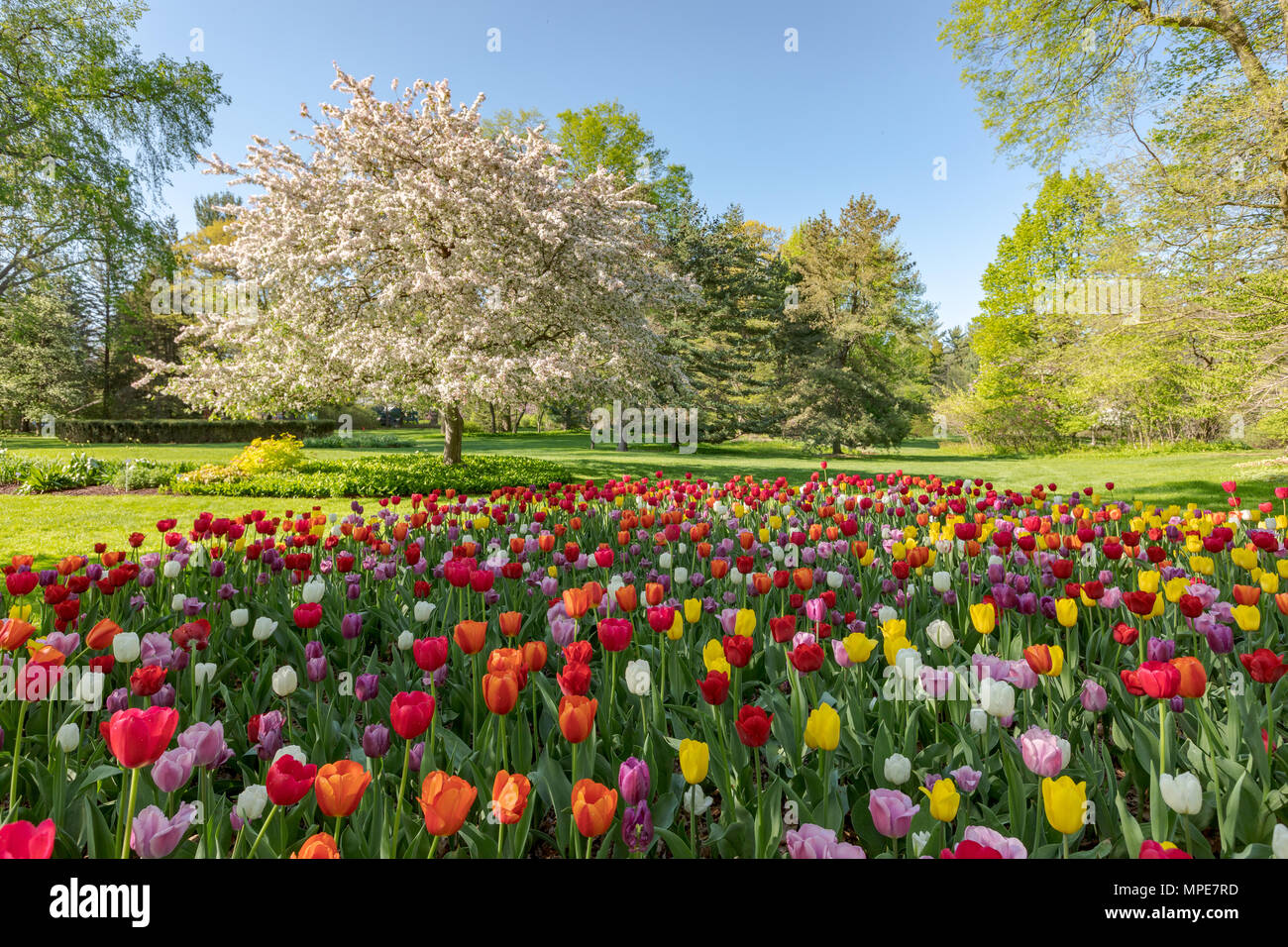 Les tulipes fleurissent au printemps avant d'un crabe en fleurs pommier chez Dow Gardens dans Midlan Michigan Banque D'Images