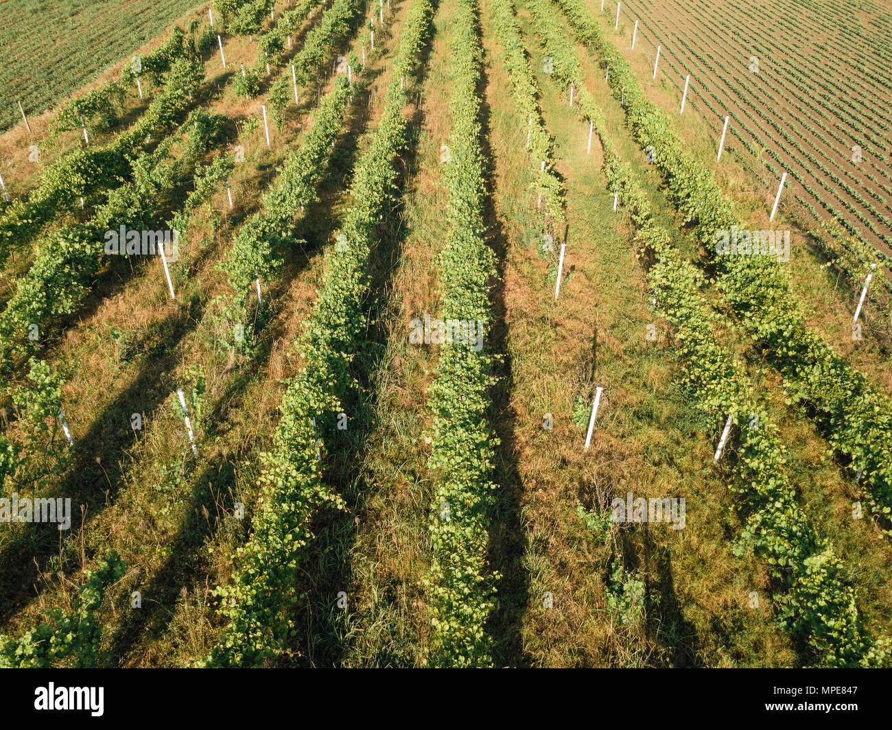 Vigne vigne abandonnée vue aérienne du point de vue de drones Banque D'Images
