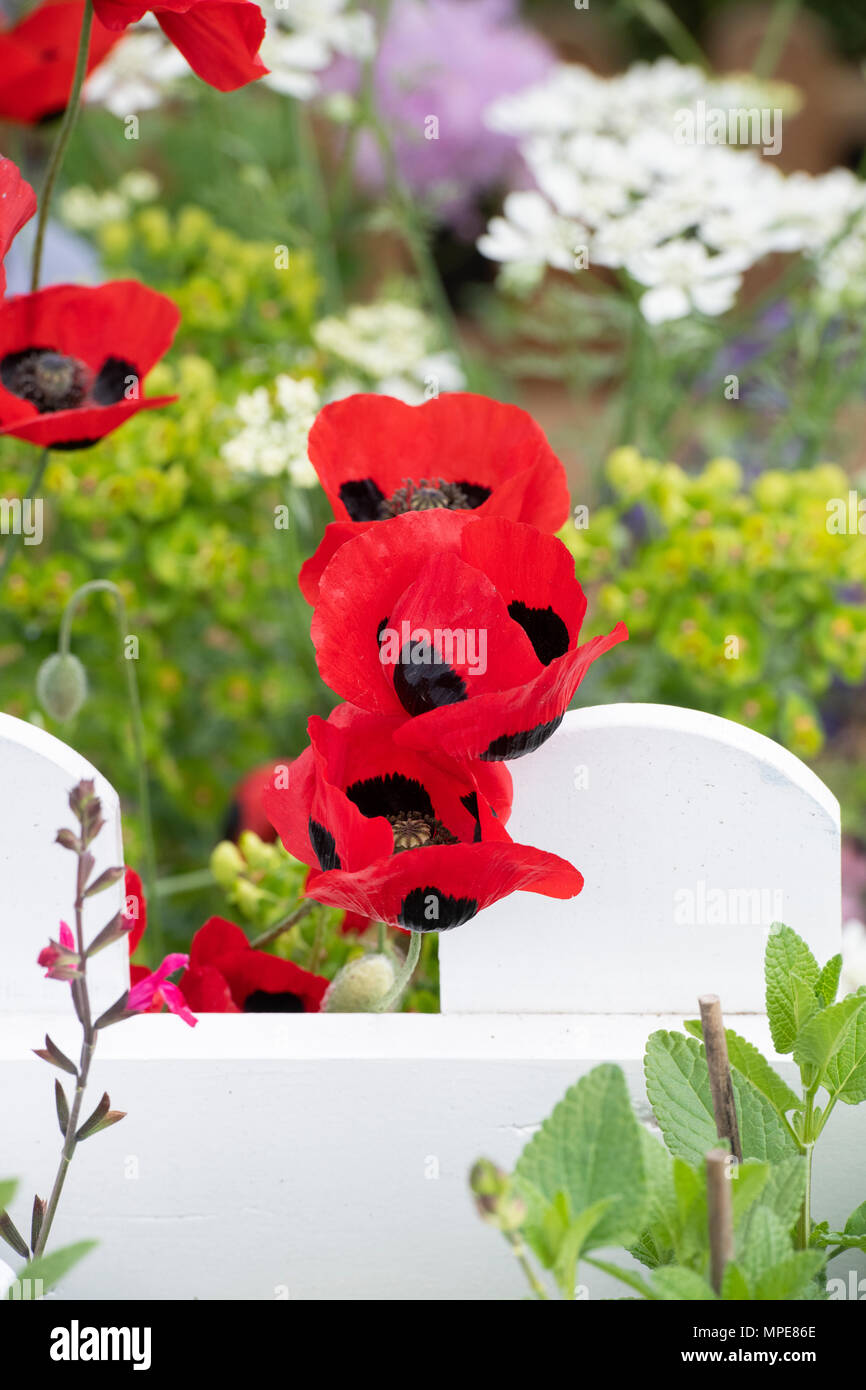 Papaver commutatum pavot coccinelle à un flower show. UK Banque D'Images