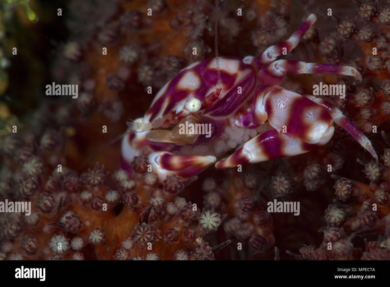 Porcelaine corail mou Lissoporcellana nakasonei (crabe) transportant les œufs. Photo a été prise à Anilao, Philippines Banque D'Images