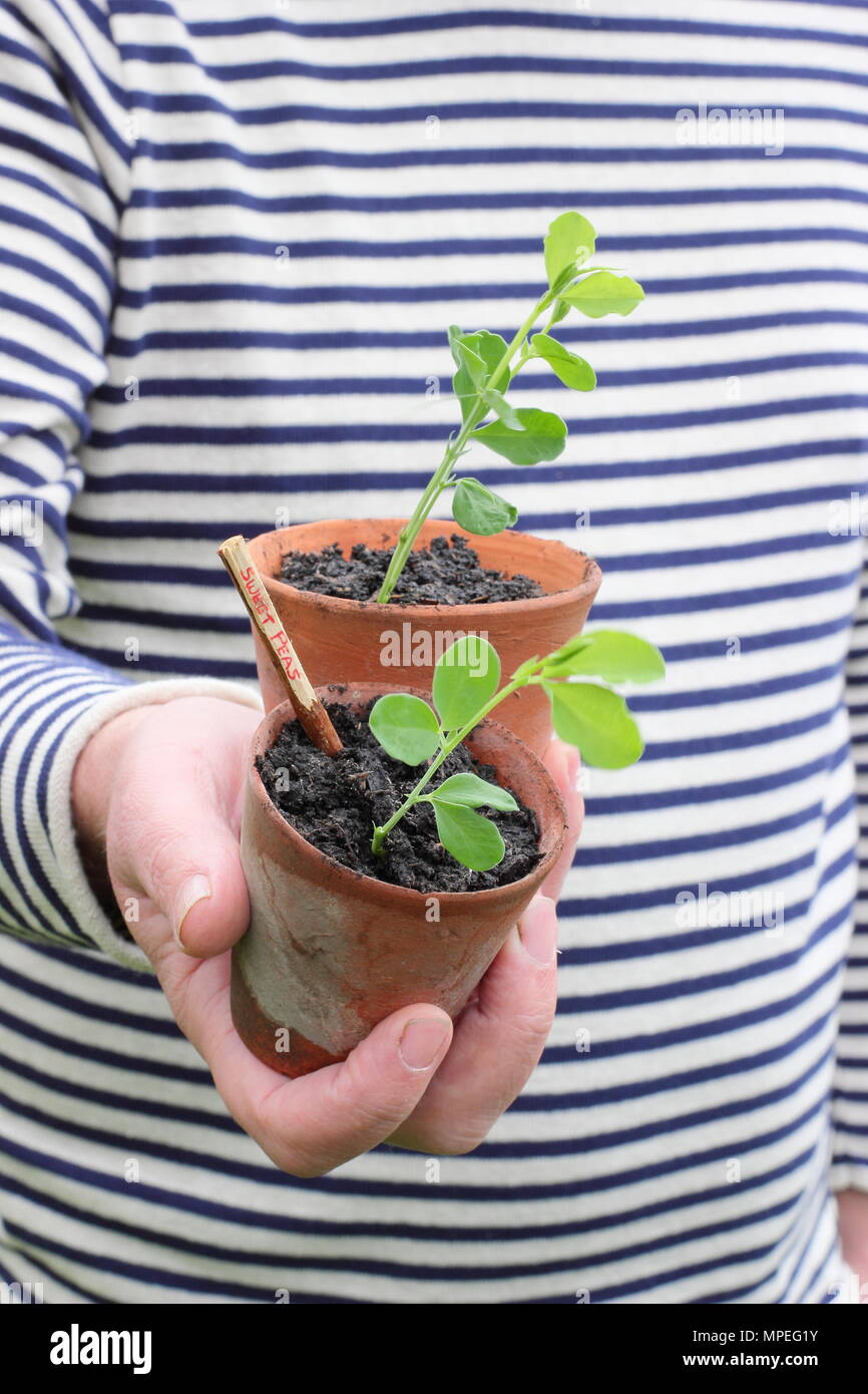 Lathyrus odoratus.Pois de semis dans des pots d'argile, qui tiennent compte des racines longues et de jardinage en plastique, prêt pour la plantation Banque D'Images