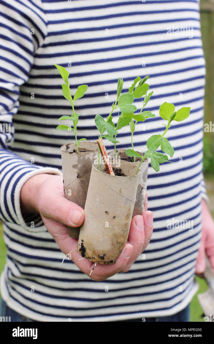 Semis de pois doux. Lathyrus odoratus. Semis de pois sucrés semés dans des rouleaux de papier toilette, qui accueillent de longues racines prêtes à être plantées. ROYAUME-UNI Banque D'Images
