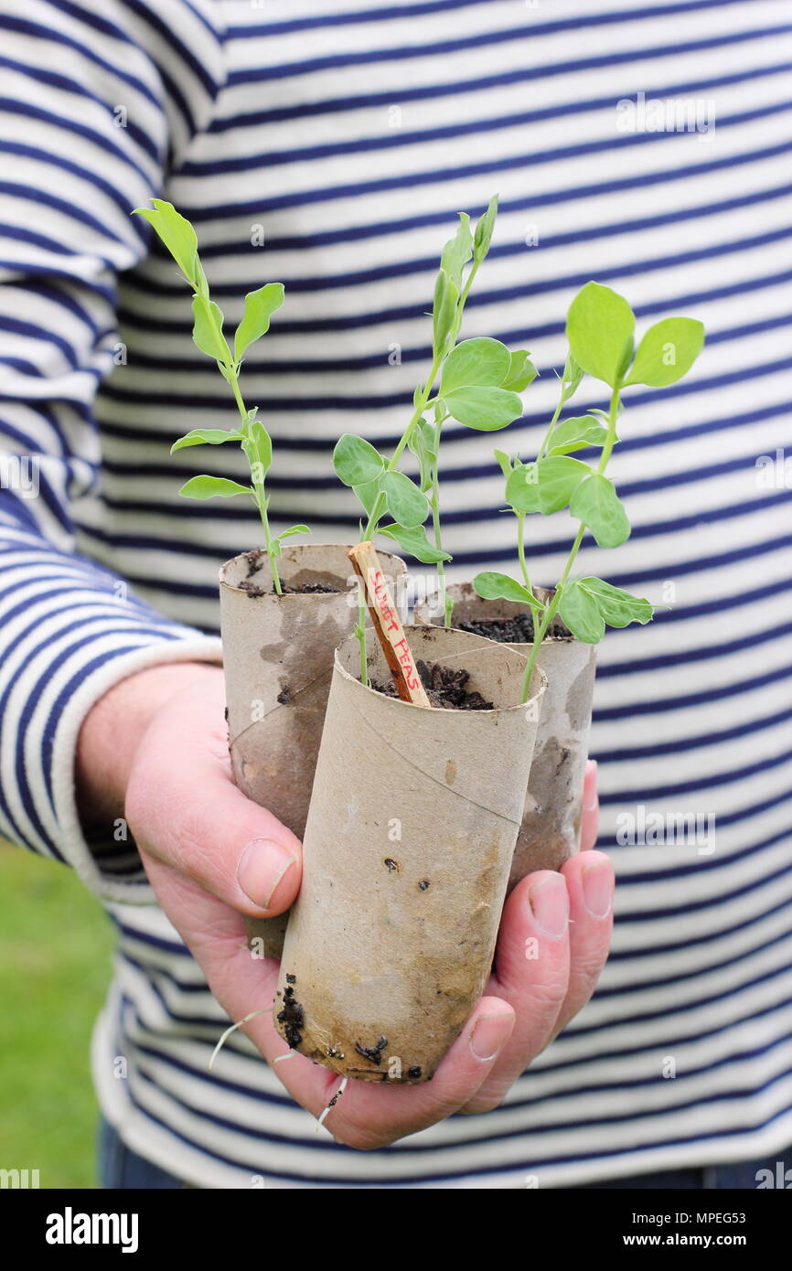 Semis de pois doux. Lathyrus odoratus. Semis de pois sucrés semés dans des rouleaux de papier toilette, qui accueillent de longues racines prêtes à être plantées. ROYAUME-UNI Banque D'Images