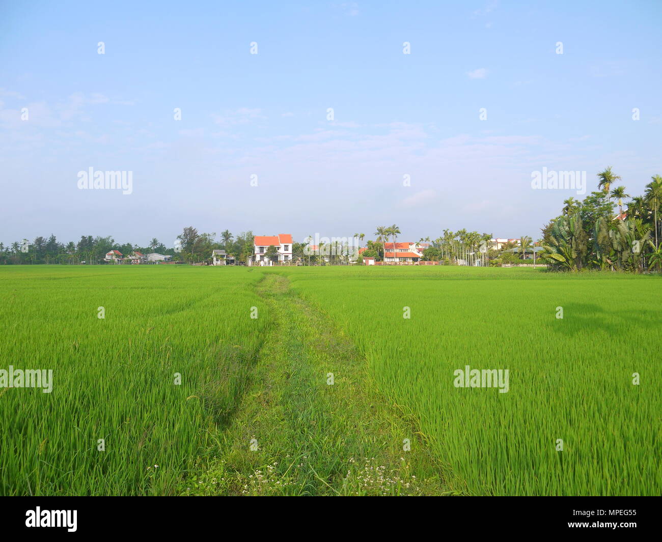 Magnifique paysage de rizières vert jeunes avec toit en tuiles rouges typiques des maisons dans Hoi An Banque D'Images Magnifique paysage de rizières vert jeunes avec toit en tuiles rouges typiques des maisons dans Hoi An Banque D'Images