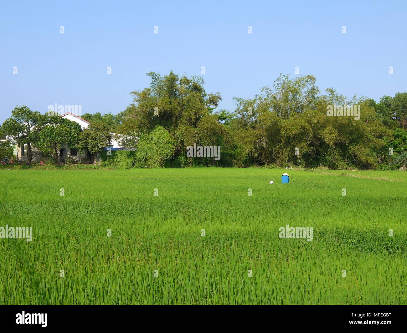 Beau paysage avec vue d'un exploitant agricole travaillant dans un grand champ de riz vert à Hoi An Banque D'Images Beau paysage avec vue d'un exploitant agricole travaillant dans un grand champ de riz vert à Hoi An Banque D'Images