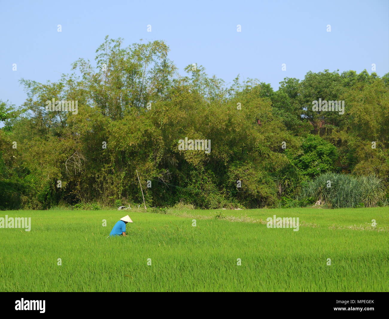 Beau paysage avec vue d'un exploitant agricole travaillant dans un grand champ de riz vert à Hoi An Banque D'Images Beau paysage avec vue d'un exploitant agricole travaillant dans un grand champ de riz vert à Hoi An Banque D'Images