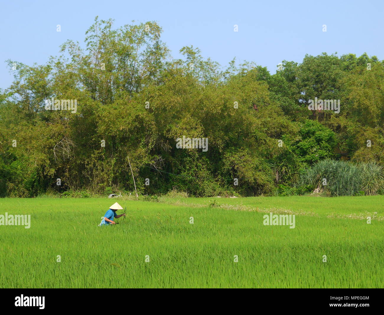 Beau paysage avec vue d'un exploitant agricole travaillant dans un grand champ de riz vert à Hoi An Banque D'Images