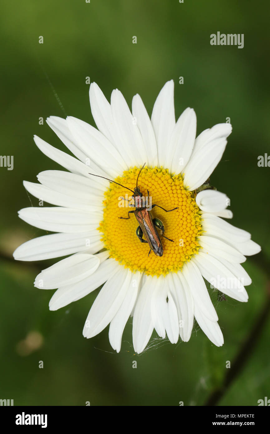 Un joli-thighed enflés (Oedemera nobilis) sur un chien de nectar de fleurs Daisy. Banque D'Images