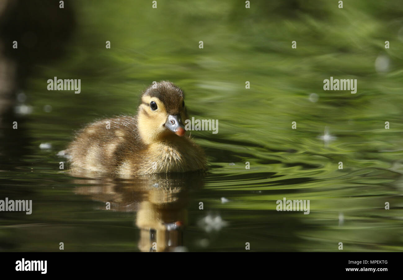 Bebe Canard Mandarin Banque D Image Et Photos Alamy