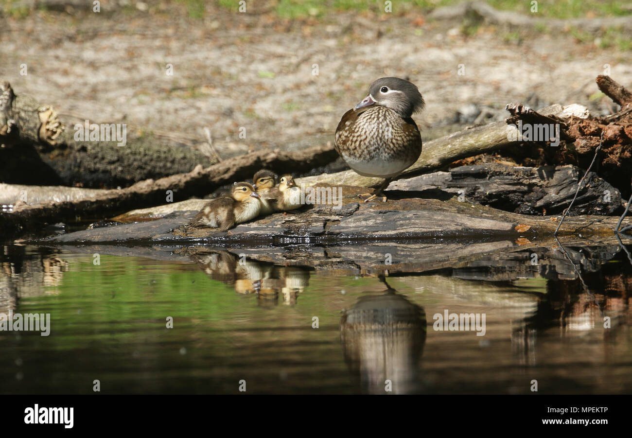 Une Femelle Canard Mandarin Aix Galericulata Reposant Avec Son Mignon Bebe Canetons Au Bord D Un Lac Avec Leurs Reflexions Montrant Dans L Eau Photo Stock Alamy