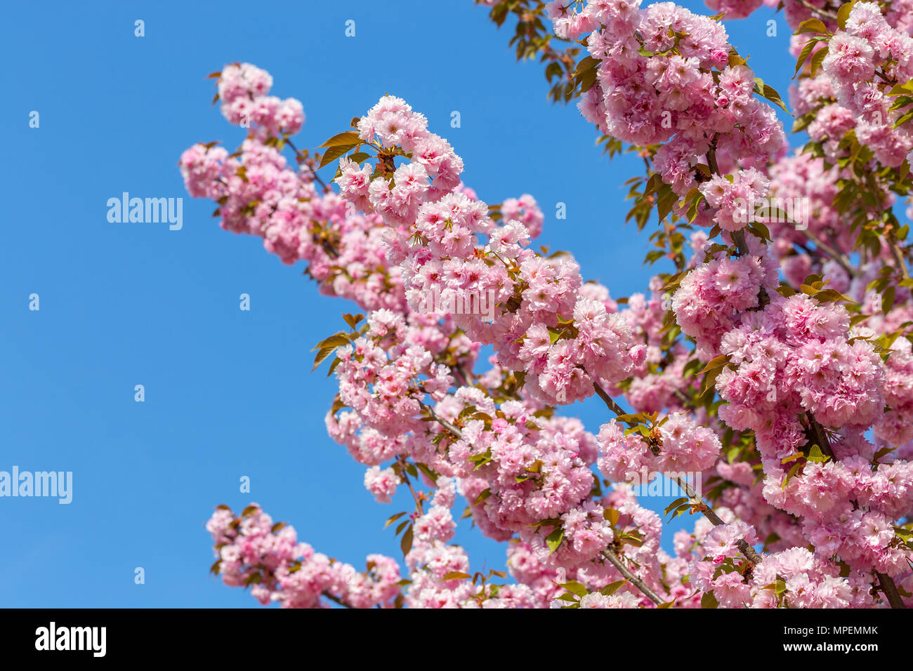 Branches de fleurs de cerisier japonais Sakura contre le ciel bleu. Magnifiques fleurs roses background Banque D'Images