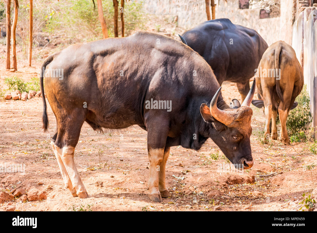 Super gros plan de groupe de bisons indiens sur l'herbe de pâturage domaine de zoo. Banque D'Images