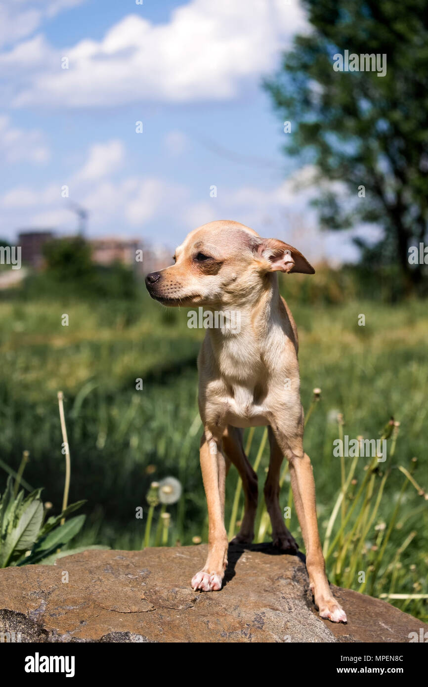 Fédération de bon-coated Toy Terrier se dresse fièrement sur la pierre (Canis lupus familiaris) Banque D'Images
