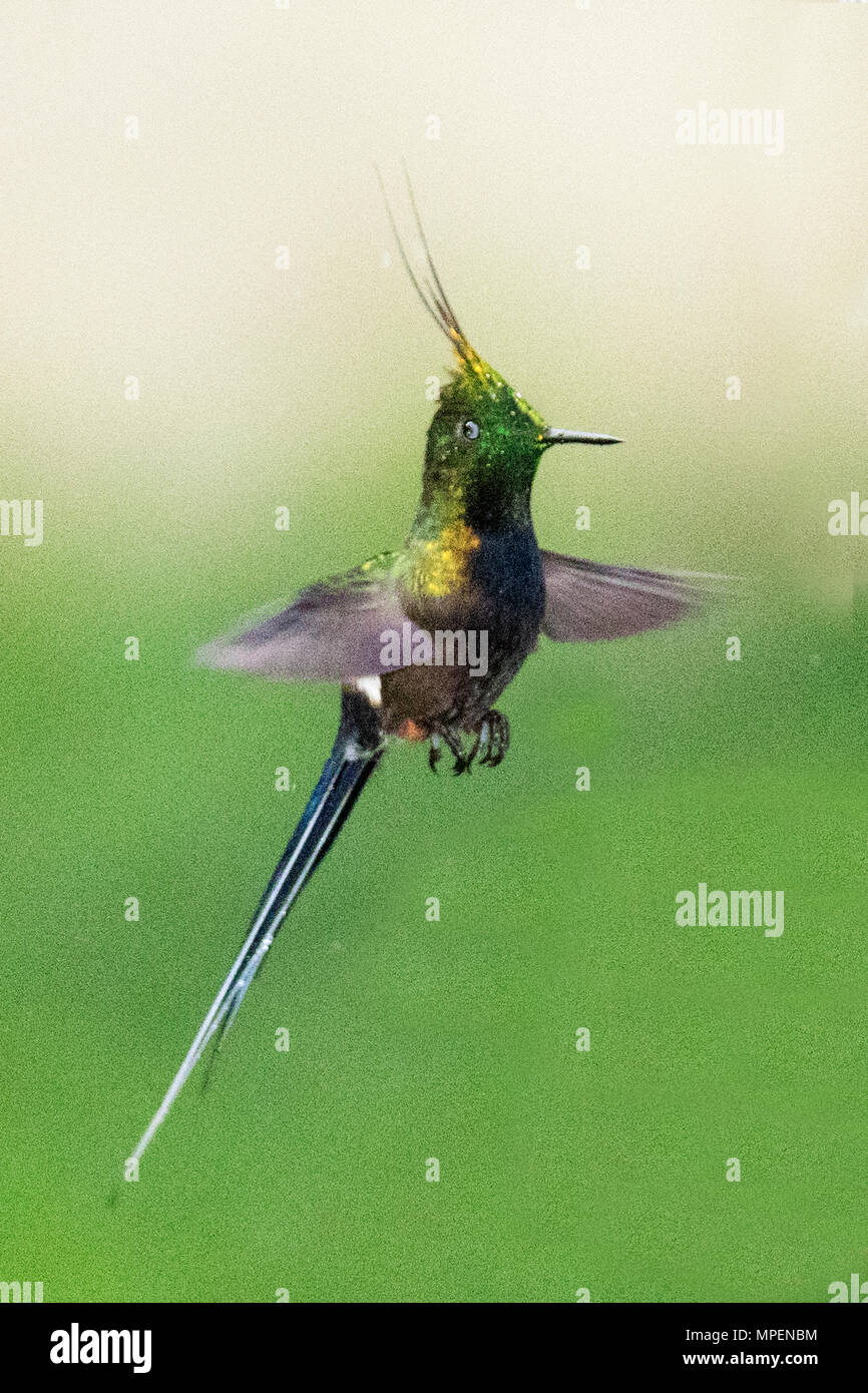 Wire-Crested Thorntail mâle Hummingbird flying (Discosura popelarii) Equateur Banque D'Images