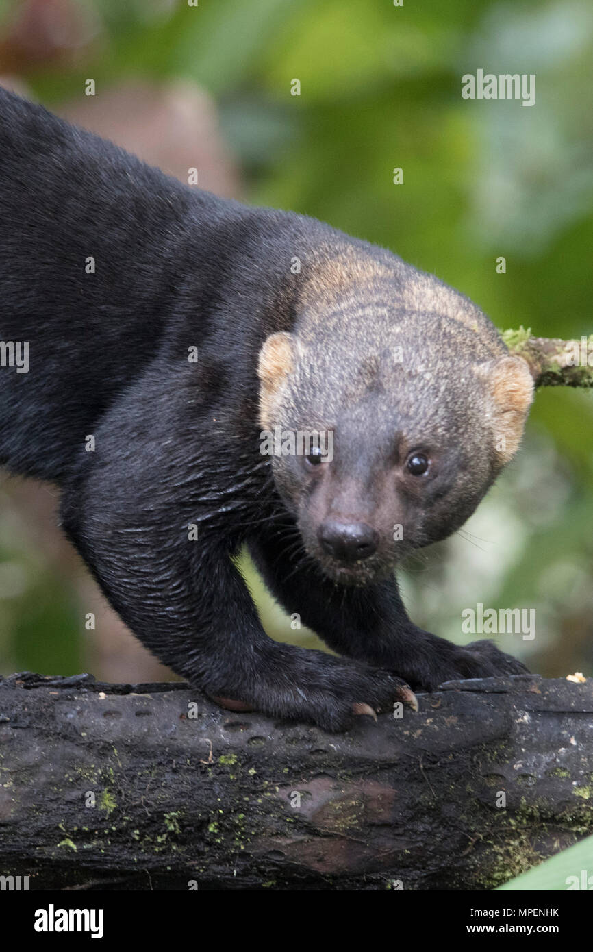 Tayra close-up (Eira barbara) l'Équateur Banque D'Images