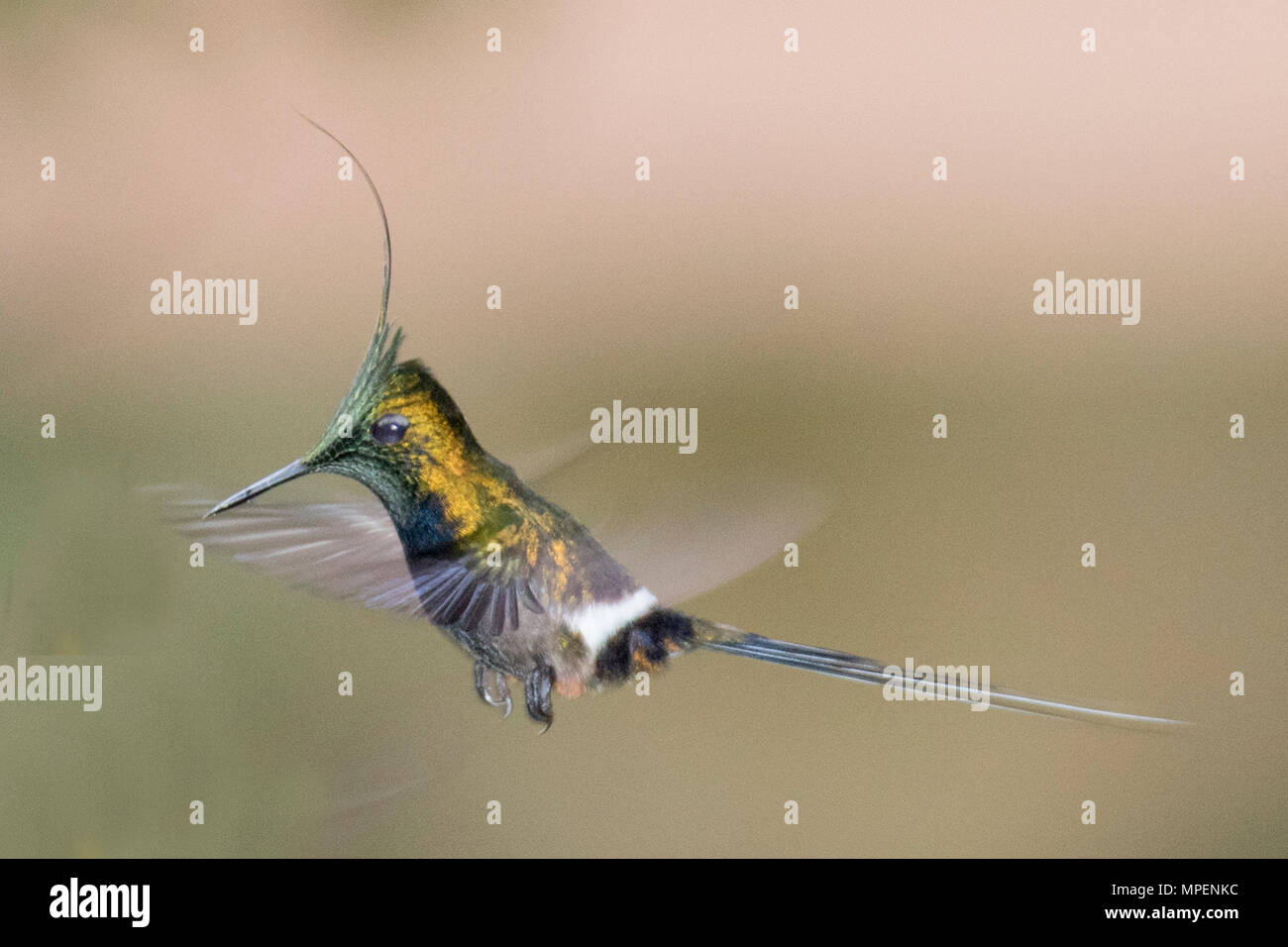 Wire-Crested Thorntail mâle Hummingbird flying (Discosura popelarii) Equateur Banque D'Images