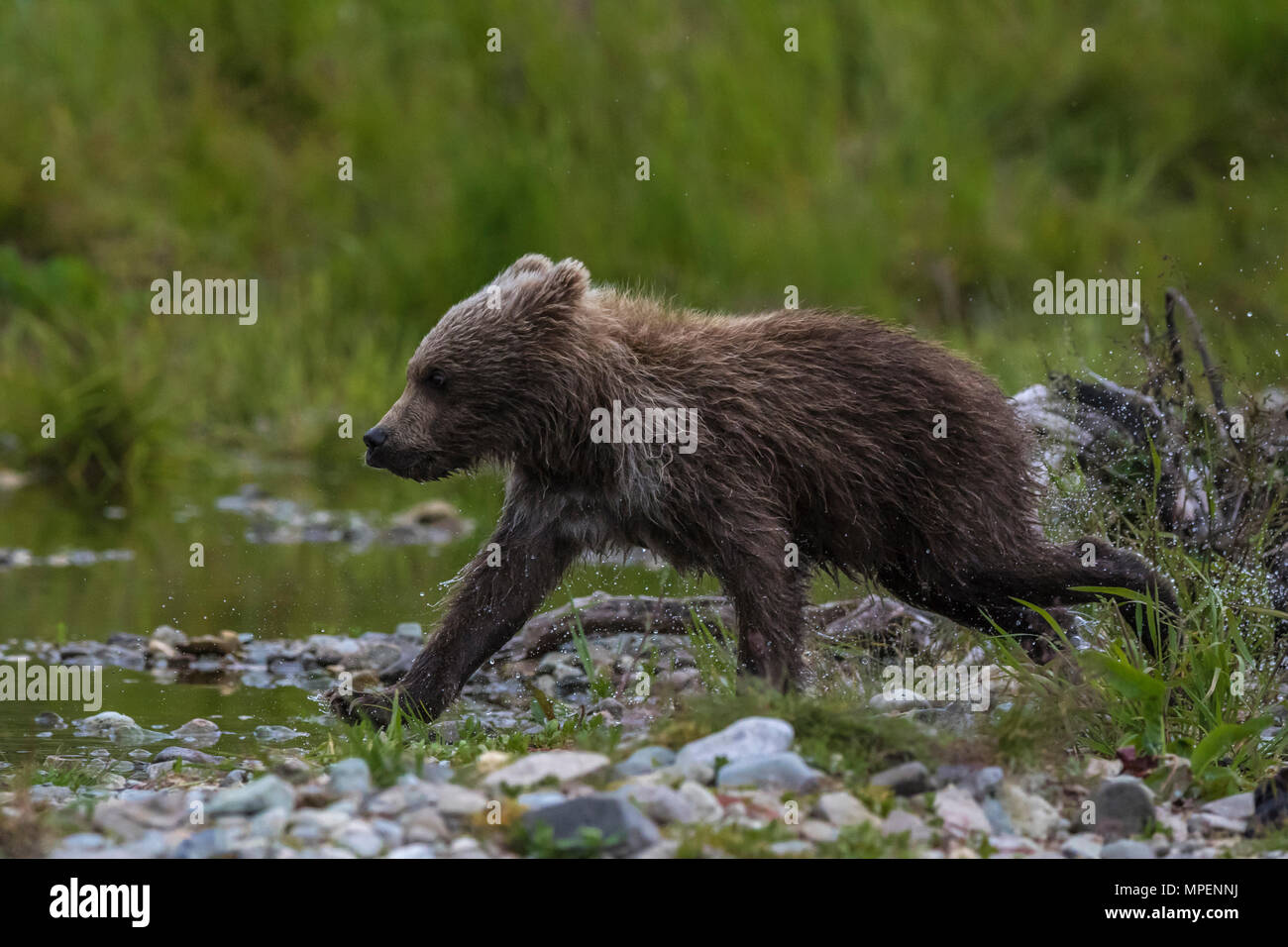 Brown Bear cub exécutant Banque D'Images