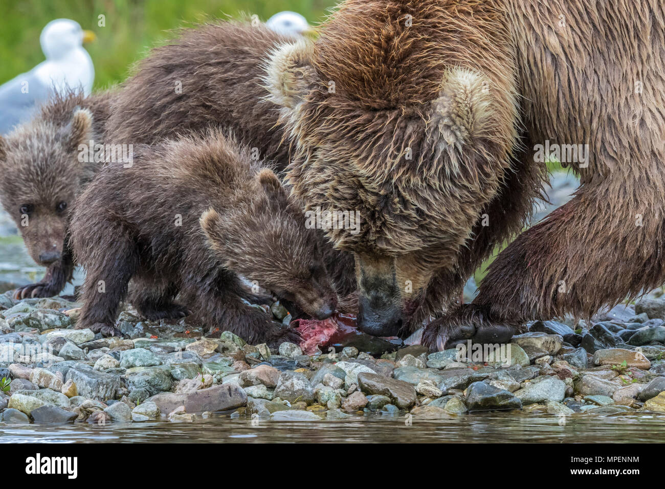 Ours brun en rivière ; Alaska Banque D'Images