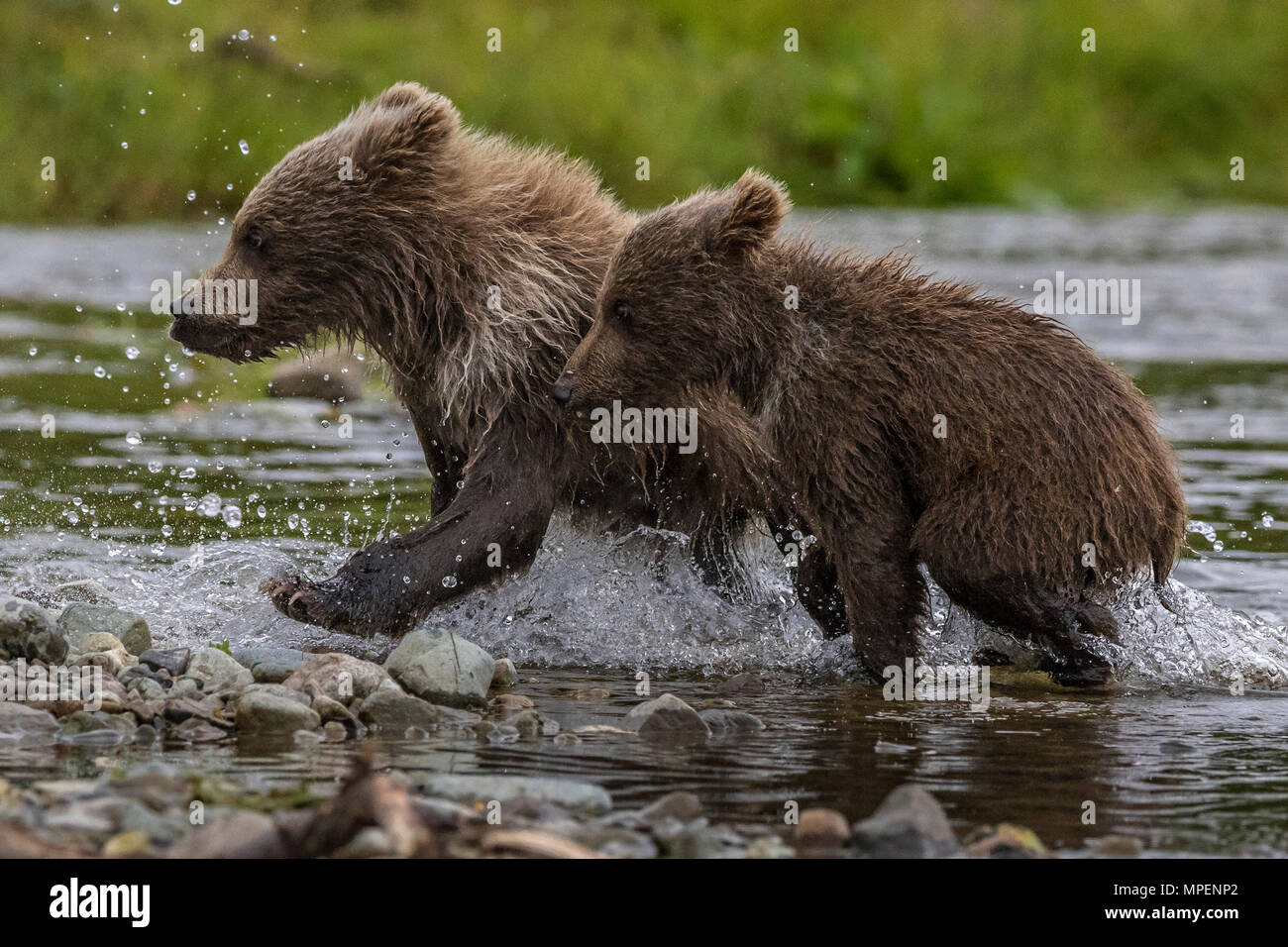 Ours brun d'oursons qui traverse l'eau dans le ruisseau. Banque D'Images
