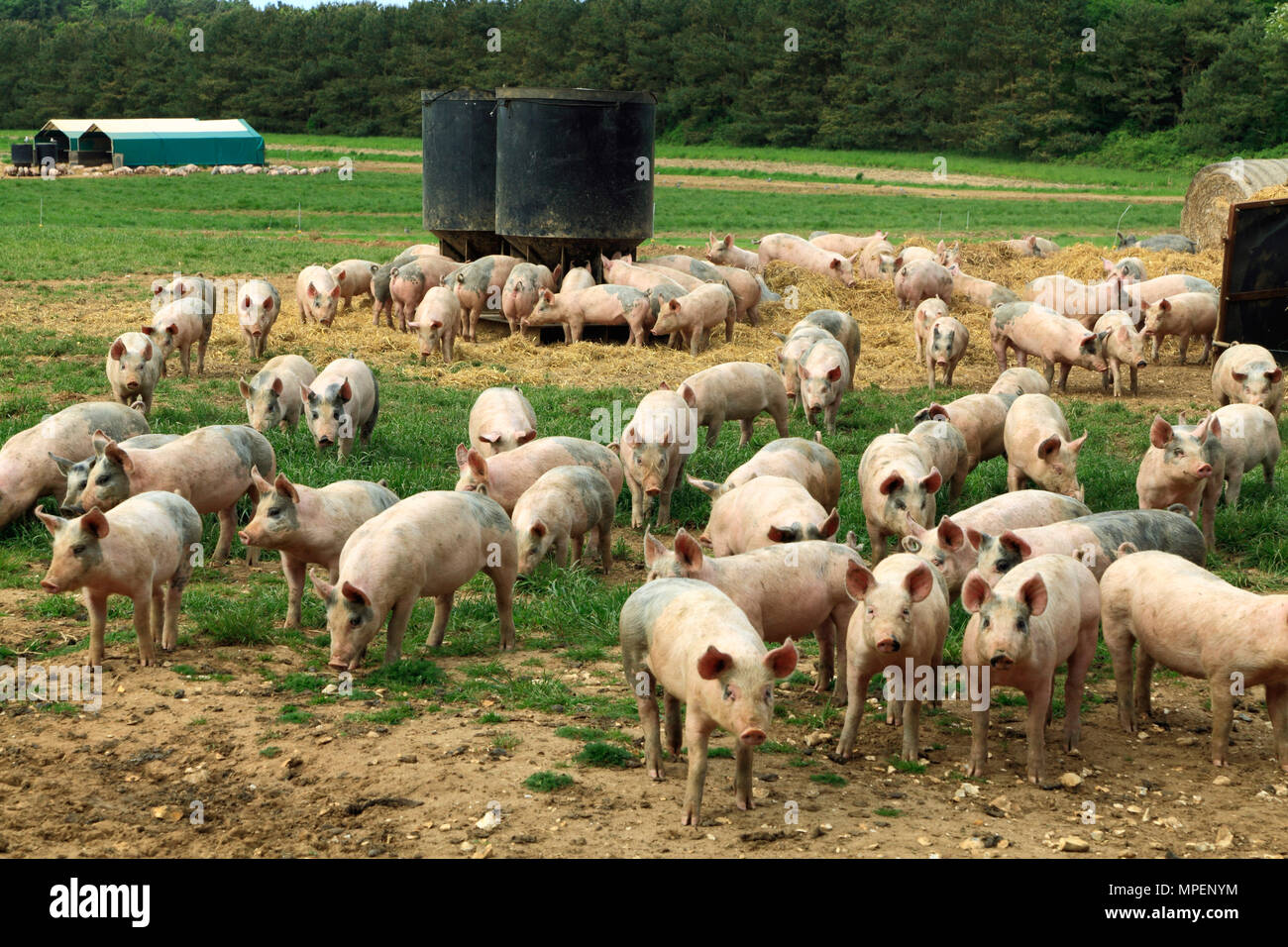 Exploitation porcine, les porcelets élevés en plein champ, Norfolk, Angleterre, Royaume-Uni Banque D'Images