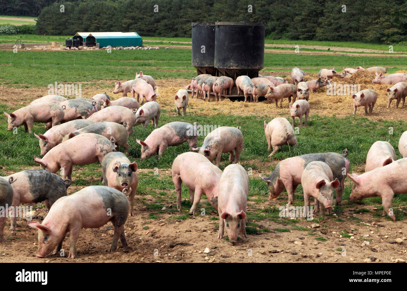 Exploitation porcine, les porcelets élevés en plein champ, Norfolk, Angleterre, Royaume-Uni Banque D'Images