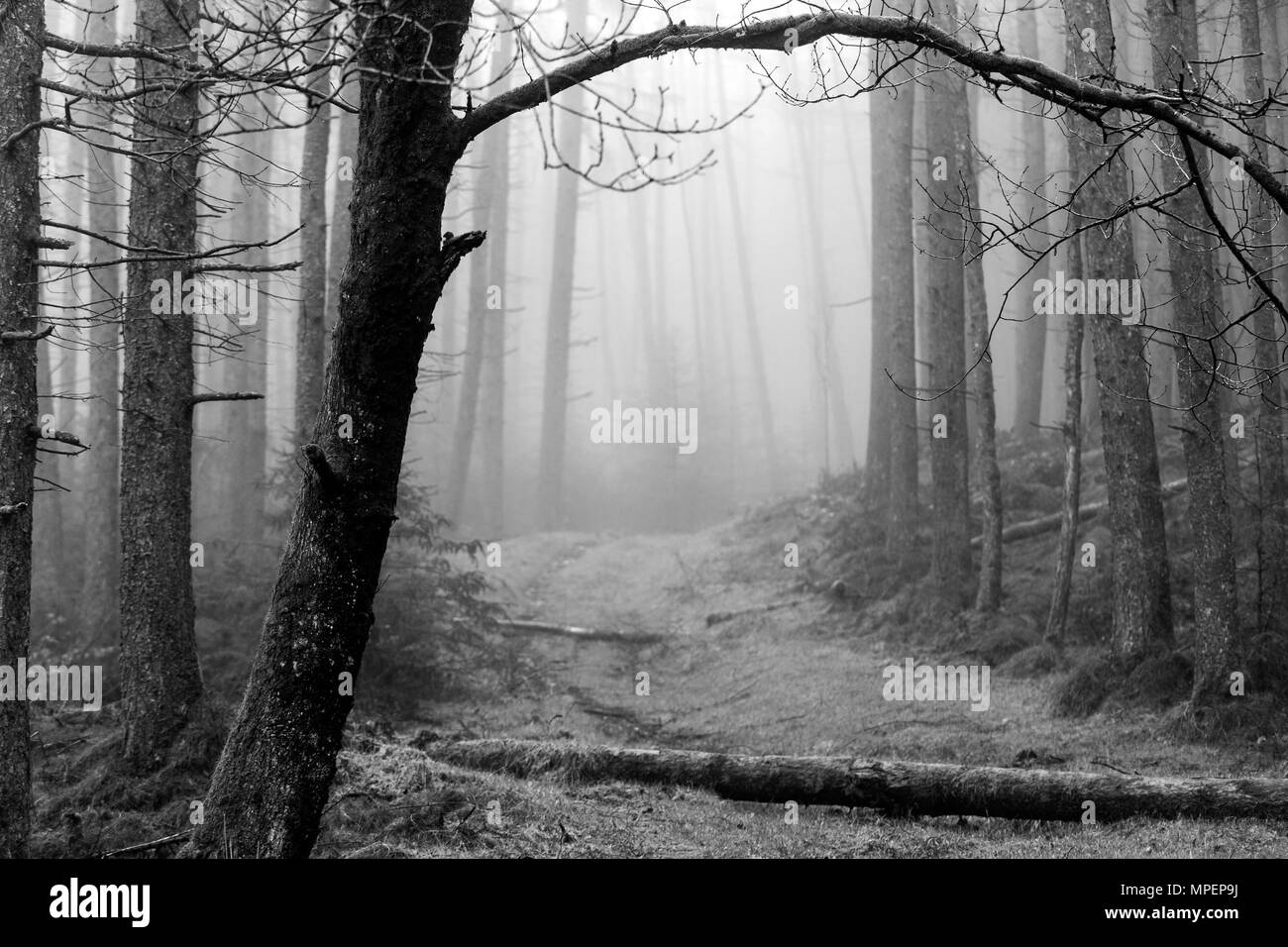 Dans une forêt brumeuse au Pays de Galles Banque D'Images