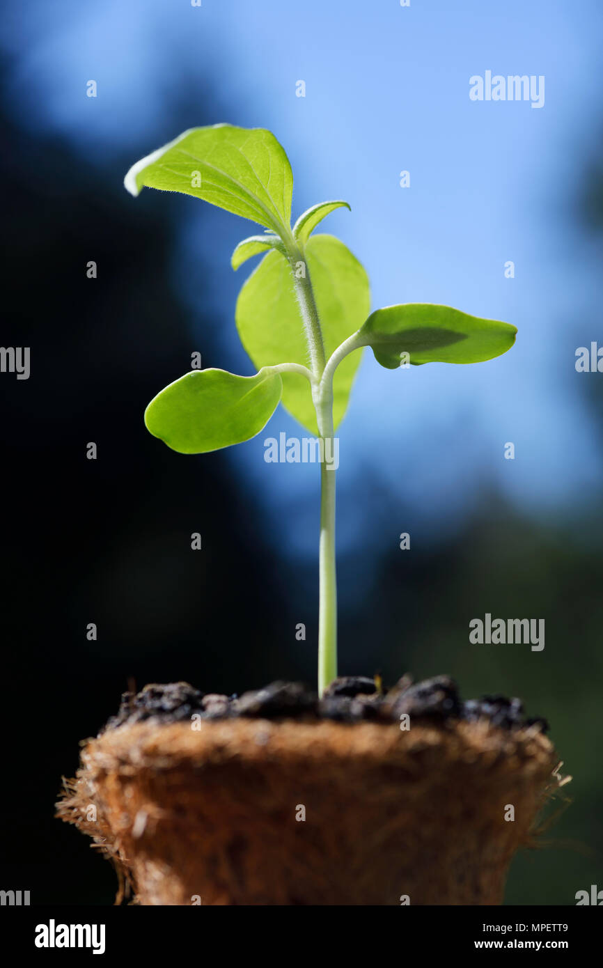 Gros plan artistique d'un semis de plantes de tournesol dans un pot de coco, fibre de coco pot sur fond de ciel bleu Banque D'Images